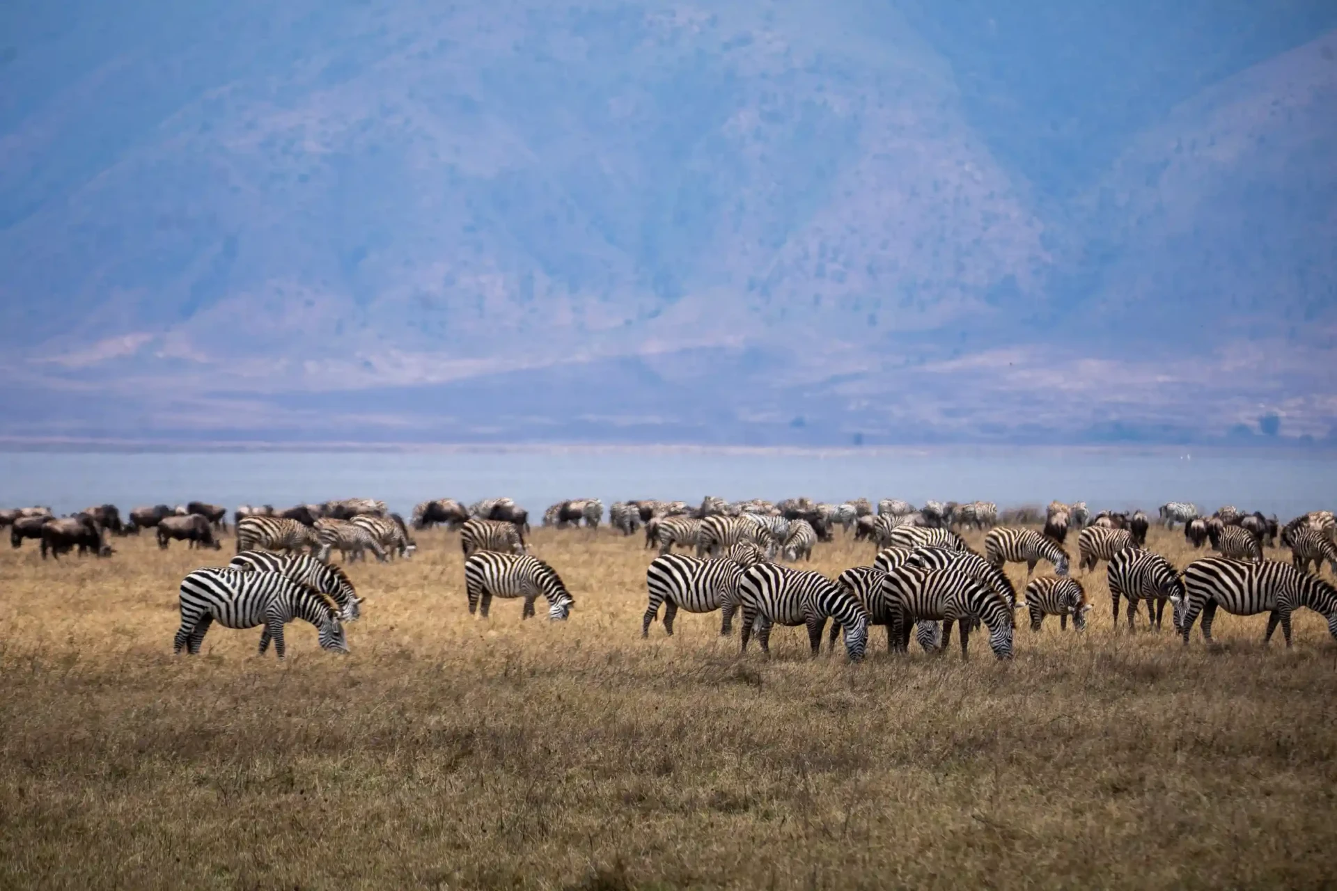 6 Days Serengeti & Ngorongoro Classic