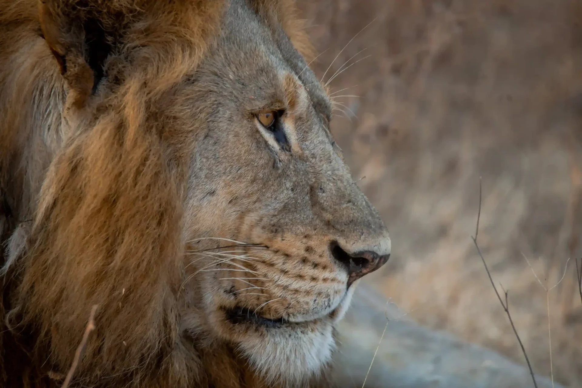 Lion at golden hour