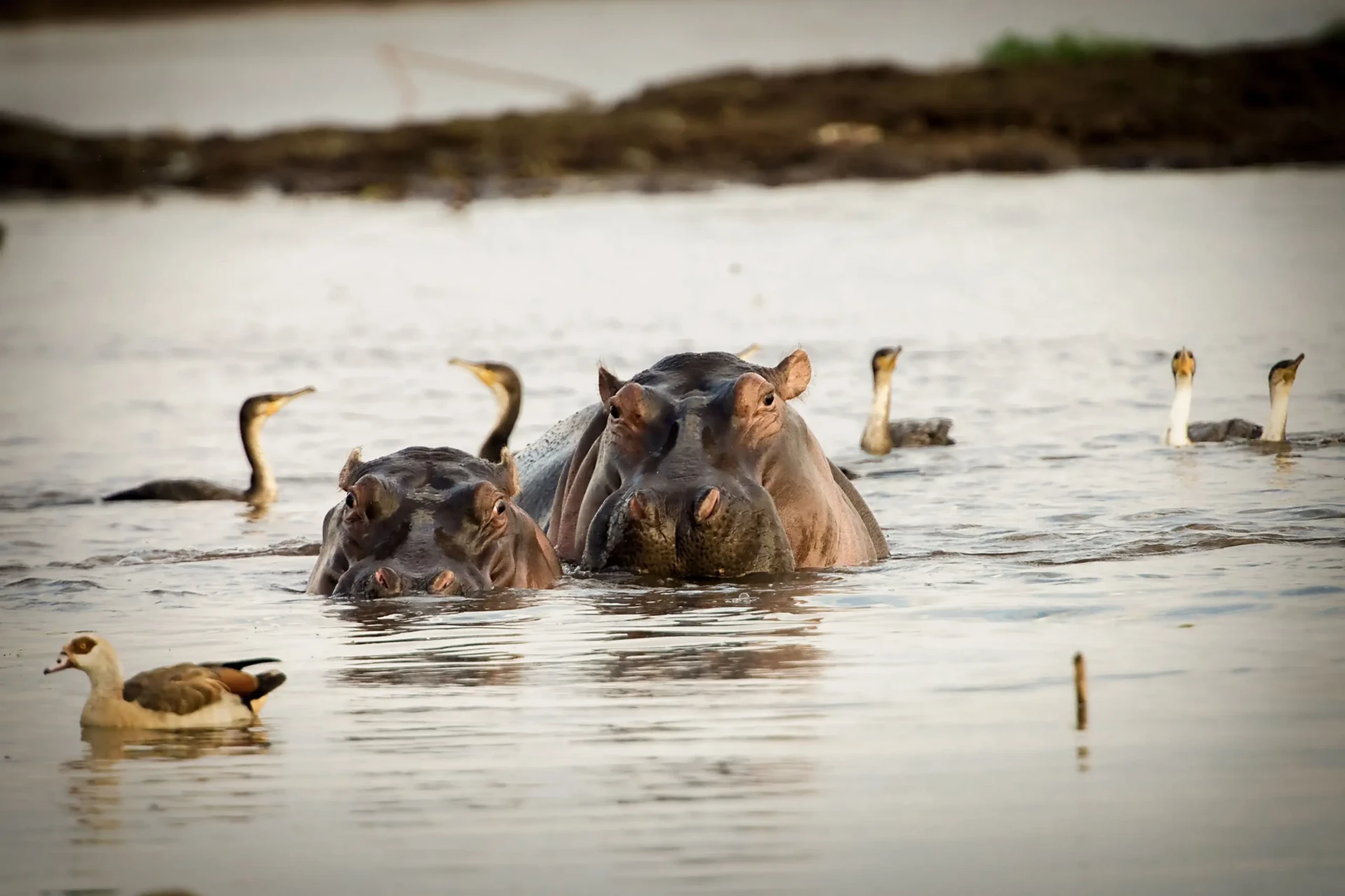 Hippos and cormorants at the water's edge