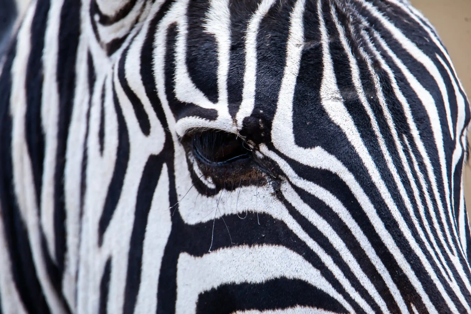 Serengeti & Zanzibar Honeymoon