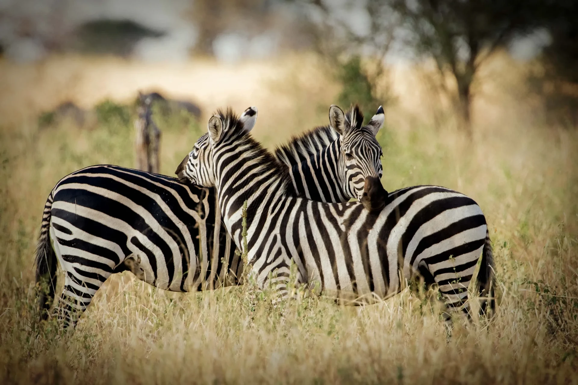 Two zebras resting on the savannah